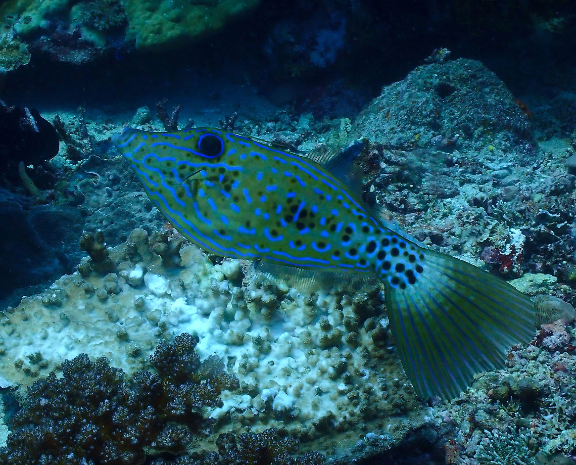 Scrawled filefish - Aluterus scriptus  Aluterus scriptus,Fall,Geotagged,Indonesia,Scrawled filefish