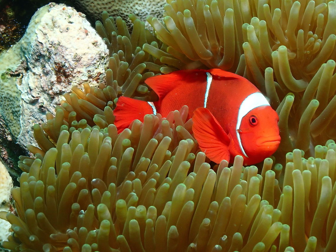 Maroon clownfish - Premnas biaculeatus ♀️  Fall,Geotagged,Indonesia,Maroon clownfish,Premnas biaculeatus