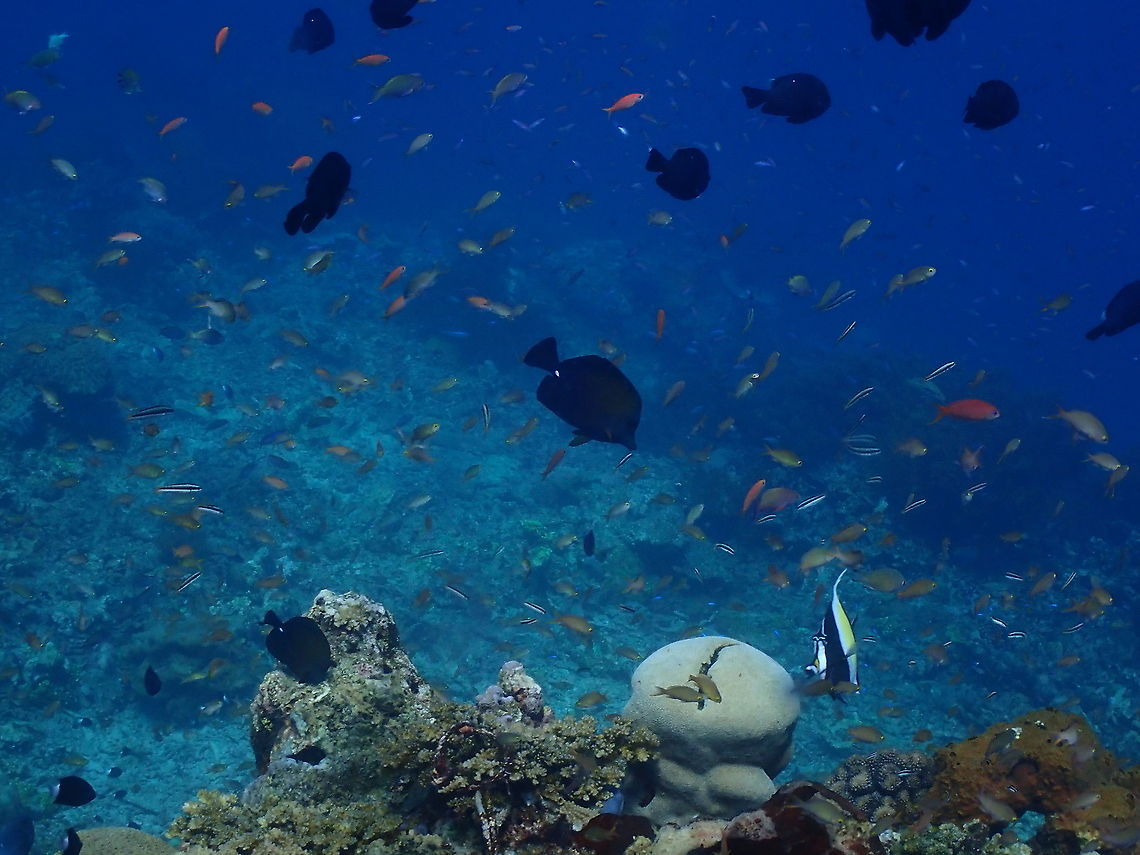 Black tang - Zebrasoma rostratum It is the two blackfishes one in the center and the other in the lower left side of the picture. You can discern their white tail spine and their protruding snout. The smaller black fishes above are damselfishes, Dascyllus trimaculatus and there is also a moorish idol at the right bottom part. In the background there are mostly Anthias and Blunt-headed wrasse juveniles. Black tang,Fall,Geotagged,Indonesia,Zebrasoma rostratum