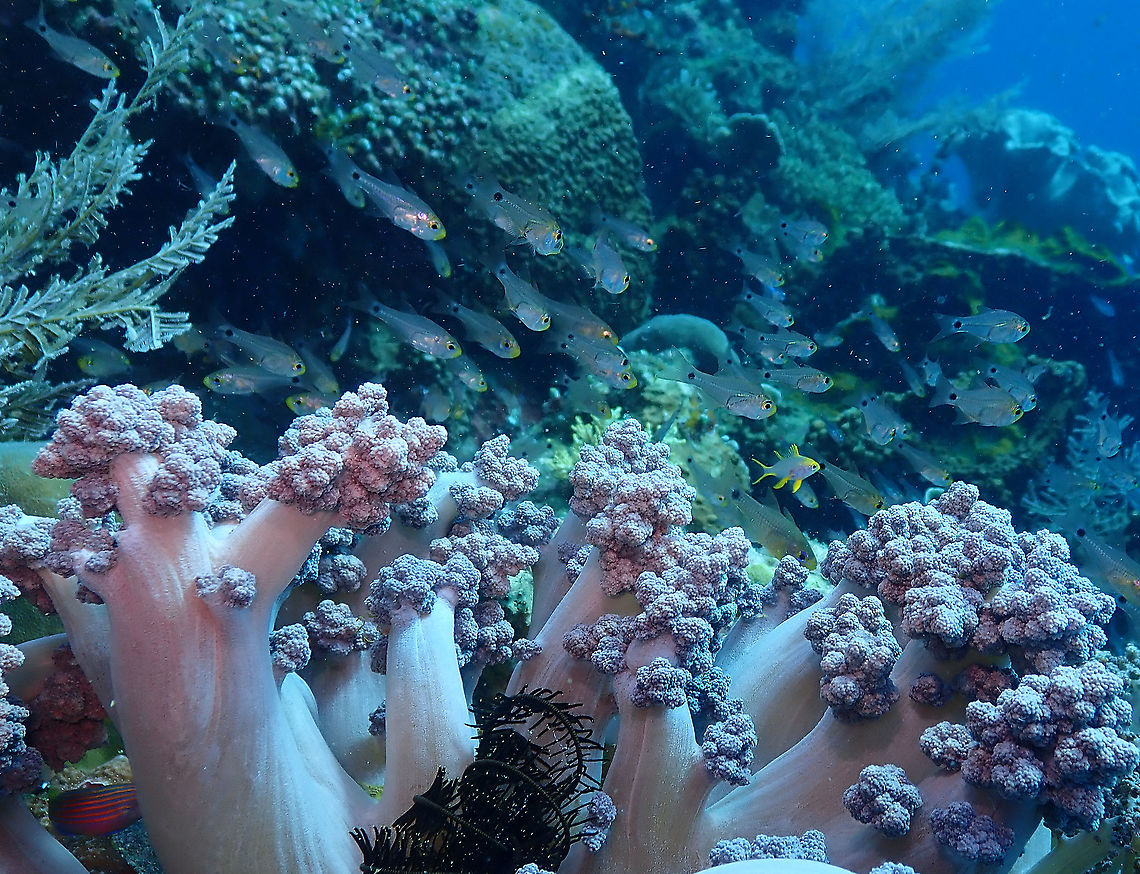 Gon's cardinalfish - Archamia bleekeri It is the school of cardinalfishes with yellowish snout and black spot on the mid-tail base. Archamia,Archamia bleekeri,Fall,Geotagged,Indonesia