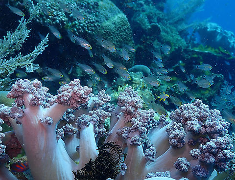 Gon's cardinalfish - Archamia bleekeri It is the school of cardinalfishes with yellowish snout and black spot on the mid-tail base. Archamia,Archamia bleekeri,Fall,Geotagged,Indonesia