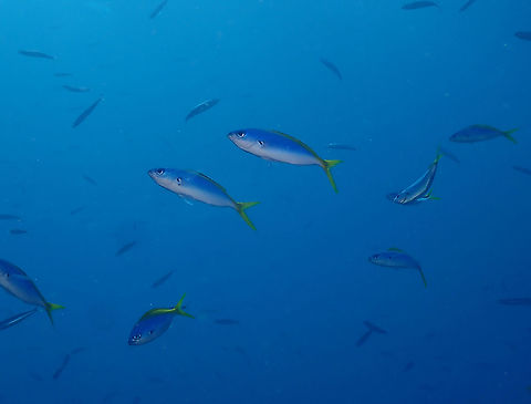 Blue and Yellow Fusilier - Caesio teres  Blue and Yellow Fusilier,Caesio teres,Fall,Geotagged,Indonesia