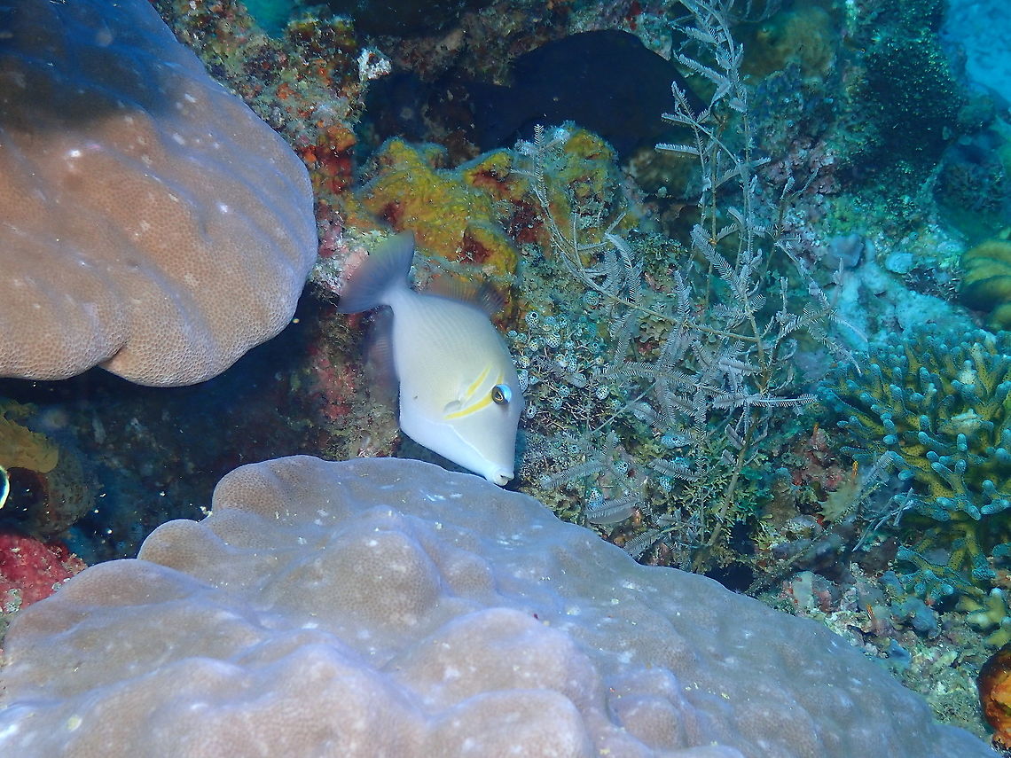 Boomerang Triggerfish - Sufflamen bursa The particular name is probably due to the scythe-shaped yellow marking crossing the eye. Boomerang Triggerfish,Fall,Geotagged,Indonesia,Sufflamen bursa