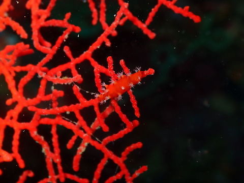 Lance Cowrie - Aclyvolva lanceolata These are cowry smails with elongated shell and deep red mantle with white retractable tuffed papillae that just match the shape of the polyps of the red sea whip Juncella sp. where they inhabit. Another example of good mimicry. Aclyvolva lanceolata,Fall,Geotagged,Indonesia