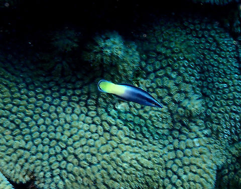 Bicolor Cleaner Wrasse - Labroides bicolor  Fall,Geotagged,Indonesia,Labroides bicolor