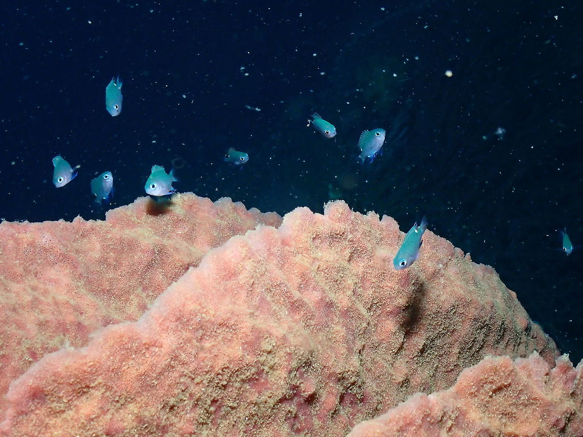Twinspot Chromis - Chromis elerae (juveniles)  Chromis elerae,Fall,Geotagged,Indonesia,Twinspot Chromis