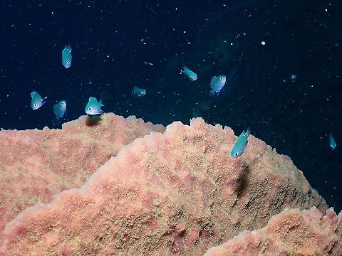 Twinspot Chromis - Chromis elerae (juveniles)  Chromis elerae,Fall,Geotagged,Indonesia,Twinspot Chromis