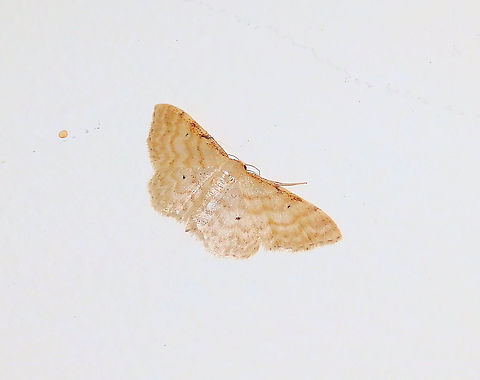 Dwarf cream wave Just found it yesterday at the top of the wall next to the entrance door of my house! :-)
https://ludwig.piwigo.com/picture?/1301/category/625-idaea_fuscovenosa_dwergstipspanner Belgium,Dwarf cream wave,Geotagged,Idaea fuscovenosa,Moth Week 2020,Summer