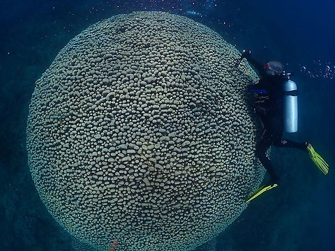 Shoulderblade Coral - Pavona clavus I wanted to introduce this beautiful coral species with a picture of my husband Mark filming small critters living in this massive colony. I have seen an article mentioning this very same coral boulder and the writer - Nicole Helgason- estimates its age in 600 to 800 years old! This is in the dive site Kelapa 21 of Weda, Halmahera. In the dive site Gorangos there are even bigger colonies. The beauty of this one is its almost perfectly sphaerical shape when photographed from above with a wide angle lens. And I am happy to say that this coral is for the moment not in the least of threatened species (which does not mean we should not worry about its future well-being). It hope it will still be there long after we are all gone. By the way, this is the article: 
https://reefdivers.io/protecting-elders-pavona-clavus/7979 Fall,Geotagged,Indonesia,Pavona clavus,Shoulderblade Coral