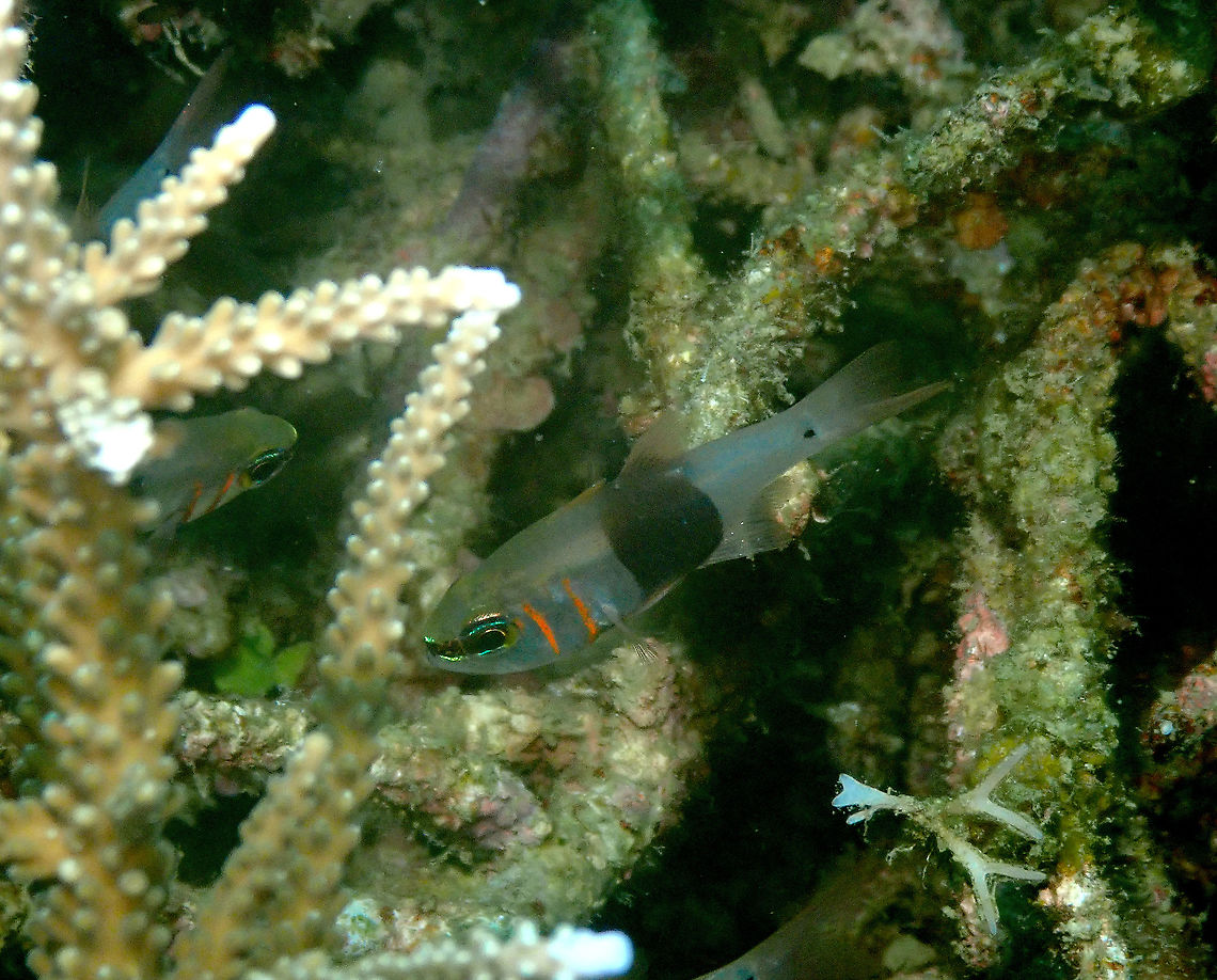 Girdled cardinalfish - Taeniamia zosterophora  Fall,Geotagged,Indonesia,Taeniamia zosterophora