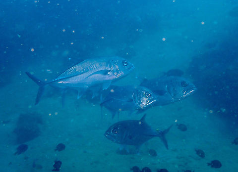 Bigeye trevally - Caranx sexfasciatus  Bigeye trevally,Caranx sexfasciatus,Fall,Geotagged,Indonesia