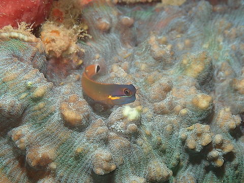 Tailspot Blenny - Ecsenius stigmatura  Ecsenius stigmatura,Fall,Geotagged,Indonesia,Tailspot Blenny