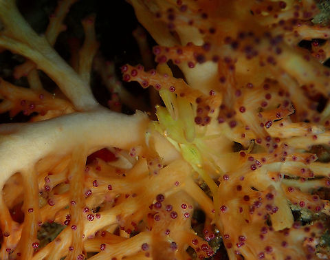 Crowned Coral Crab - Quadrella coronata  Fall,Geotagged,Indonesia,Quadrella coronata,Soft Coral Crab