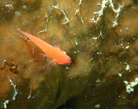 Ring-eye pygmygoby - Trimma benjamini  Fall,Geotagged,Indonesia,Ring-eye pygmygoby,Trimma benjamini