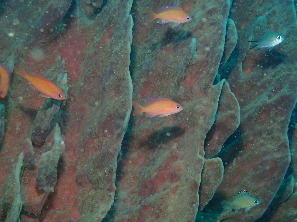 Stocky Anthias ♀️ - Pseudanthias hypselosoma The orange fishes with pink/lavender tonalities. They are distinctive for the forked tail with orange reddish tips on lobes. Fall,Geotagged,Indonesia,Pseudanthias hypselosoma,Stocky Anthias