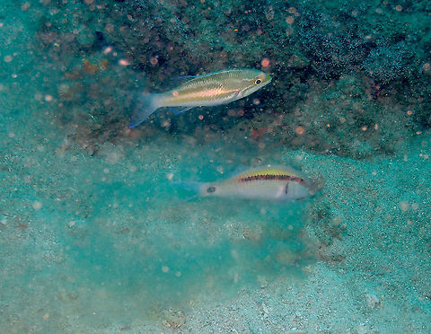 Three-striped whiptail - Pentapodus trivittatus Following a Dash-Dot Goatfish (Parupeneus barberinus) who was searching in the sand for food. Fall,Geotagged,Indonesia,Pentapodus trivittatus,Three-striped whiptail