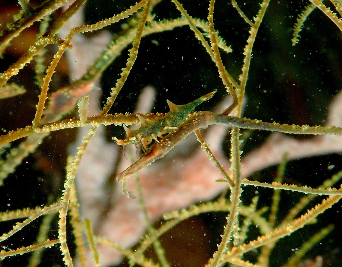 Dragon Shrimp - Miropandalus hardingi  Dragon Shrimp,Fall,Geotagged,Indonesia,Miropandalus hardingi