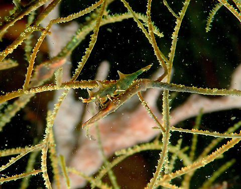 Dragon Shrimp - Miropandalus hardingi  Dragon Shrimp,Fall,Geotagged,Indonesia,Miropandalus hardingi
