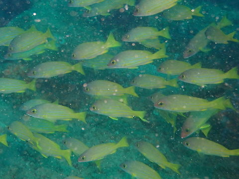 Golden-Lined Snapper - Lutjanus rufolineatus  Fall,Geotagged,Golden-Lined Snapper,Indonesia,Lutjanus rufolineatus