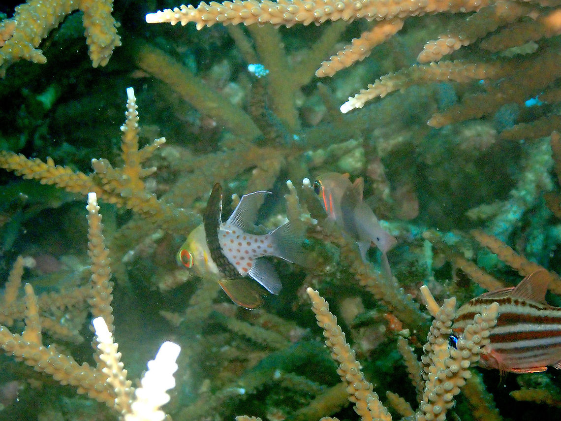 Pajama Cardinalfish - Sphaeramia nemanoptera  Fall,Geotagged,Indonesia,Pajama Cardinalfish,Sphaeramia nemanoptera