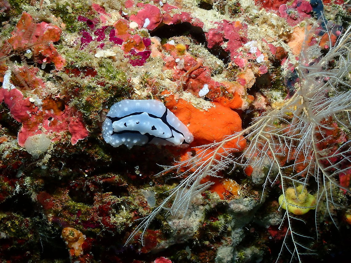Shireen's Phyllidiopsis - Phyllidiopsis shireenae  Fall,Geotagged,Indonesia,Phyllidiopsis shireenae,Shireen's Phyllidiopsis
