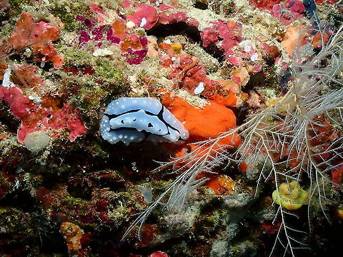 Shireen's Phyllidiopsis - Phyllidiopsis shireenae  Fall,Geotagged,Indonesia,Phyllidiopsis shireenae,Shireen's Phyllidiopsis