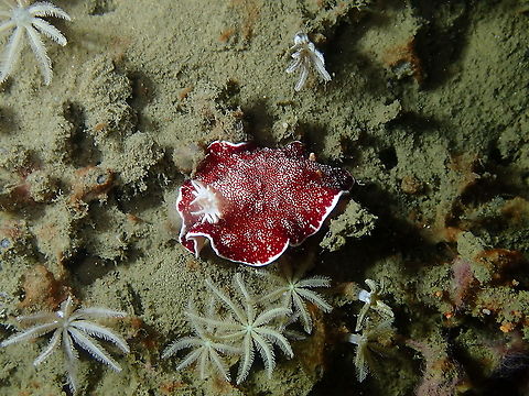 Goniobranchus reticulatus  Fall,Geotagged,Goniobranchus reticulatus,Indonesia