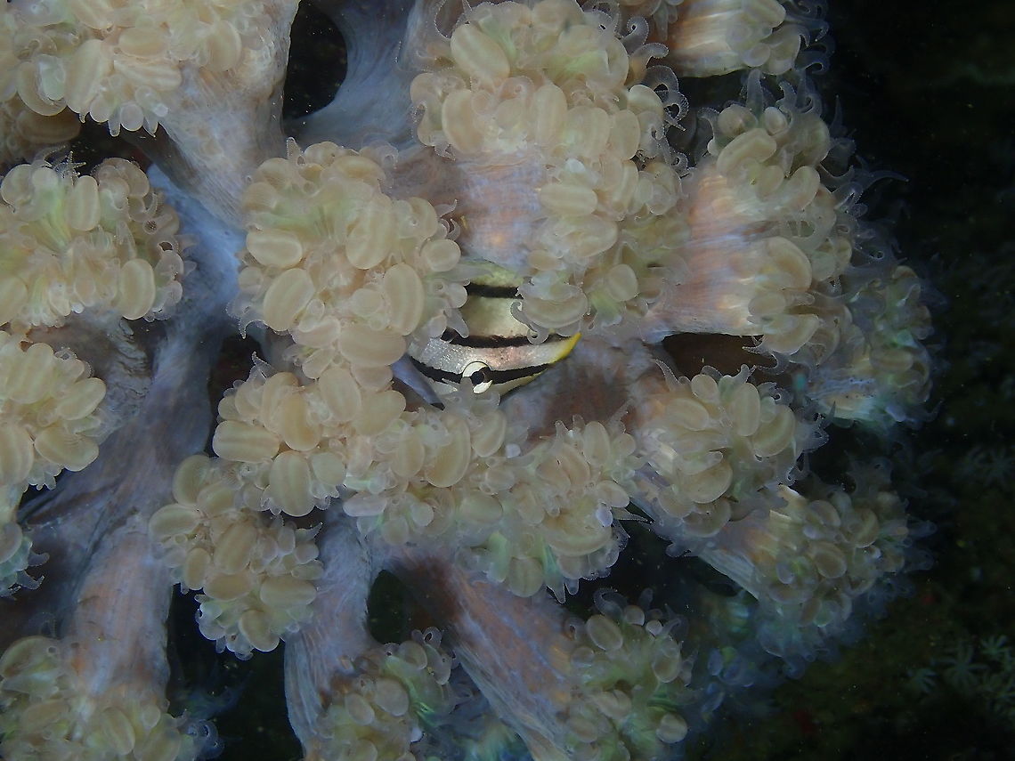 Eight-banded butterflyfish - Chaetodon octofasciatus A juvenile, hiding in a Plerogyra simplex coral. Seen during a night dive. Chaetodon octofasciatus,Eight-banded butterflyfish,Fall,Geotagged,Indonesia