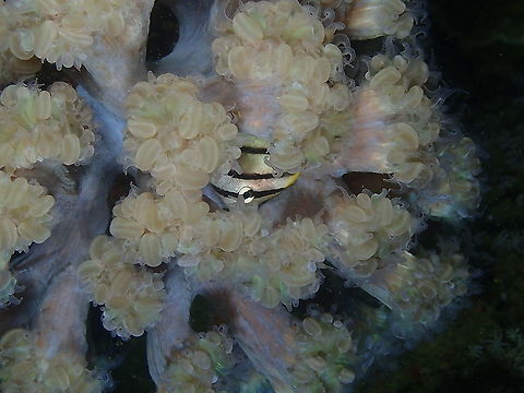 Eight-banded butterflyfish - Chaetodon octofasciatus A juvenile, hiding in a Plerogyra simplex coral. Seen during a night dive. Chaetodon octofasciatus,Eight-banded butterflyfish,Fall,Geotagged,Indonesia
