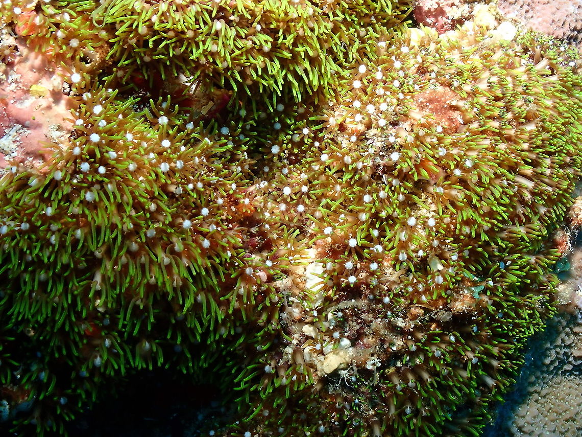 Star Polyp - Briareum violaceum More details here:<br />
<a href="http://museum.wa.gov.au/online-collections/names/briareum-violacea" rel="nofollow">http://museum.wa.gov.au/online-collections/names/briareum-violacea</a> Briareum violaceum,Fall,Geotagged,Indonesia