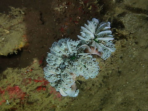 Frogspawn coral - Euphyllia divisa Weda Euphyllia divisa,Fall,Frogspawn coral,Geotagged,Indonesia