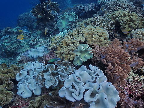 Fleshy soft coral - Sarcophyton trocheliophorum  Fall,Fleshy soft coral,Geotagged,Indonesia,Sarcophyton trocheliophorum