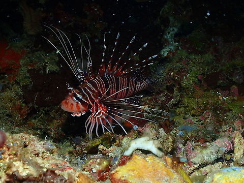 Spotfin Lionfish - Pterois antennata  Fall,Geotagged,Indonesia,Pterois antennata,Spotfin lionfish