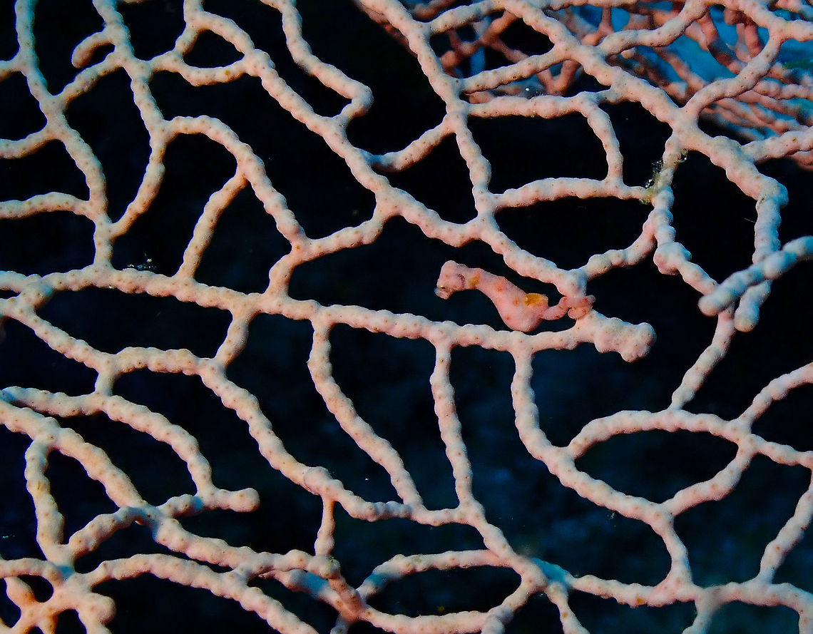 Denises pygmy seahorse - Hippocampus denise A &lt;=2.4 cm, shy beauty. Denises pygmy seahorse,Fall,Geotagged,Hippocampus denise,Indonesia