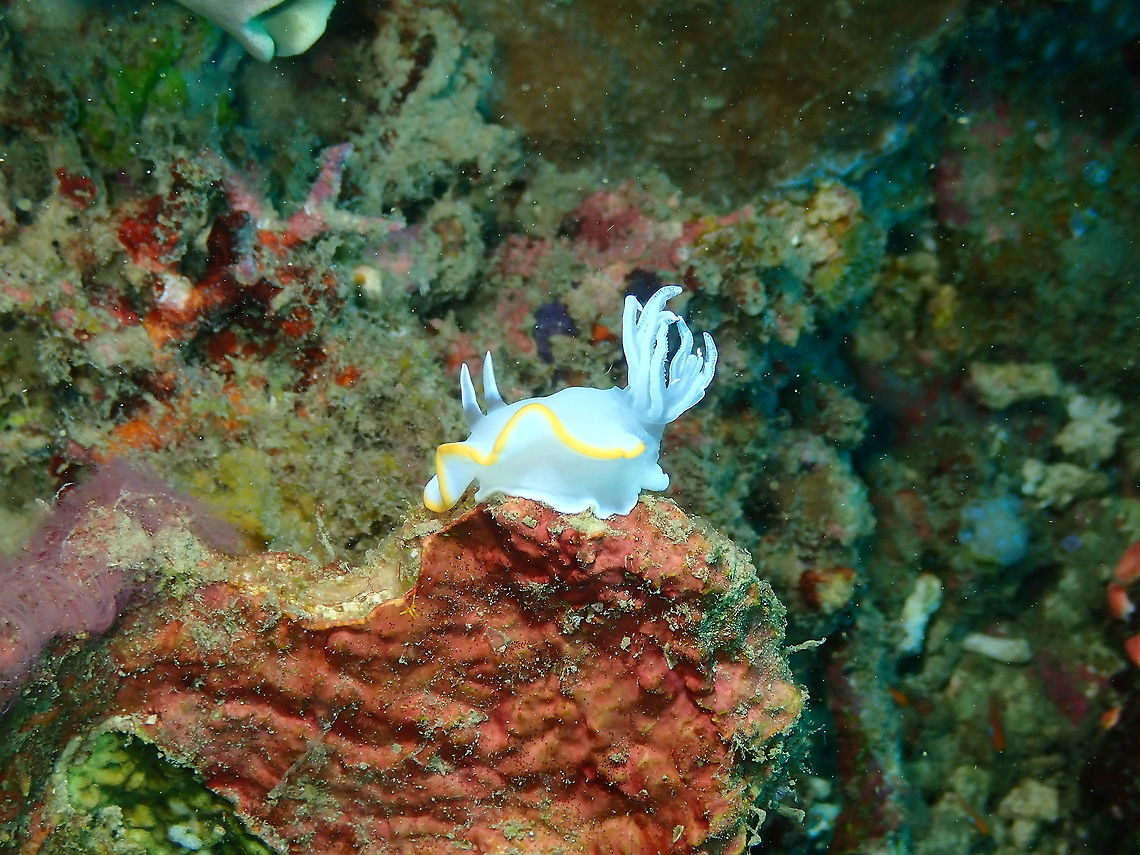 Heron Ardeadoris - Ardeadoris egretta  Ardeadoris egretta,Fall,Geotagged,Heron Ardeadoris,Indonesia