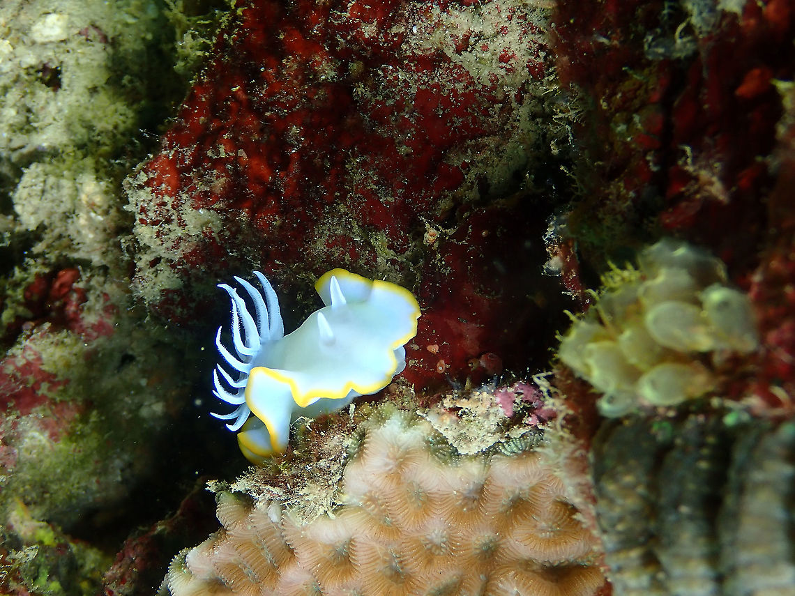 Heron Ardeadoris - Ardeadoris egretta  Ardeadoris egretta,Fall,Geotagged,Heron Ardeadoris,Indonesia