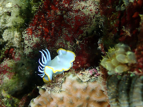 Heron Ardeadoris - Ardeadoris egretta  Ardeadoris egretta,Fall,Geotagged,Heron Ardeadoris,Indonesia