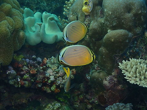 Red-finned Butterflyfish - Chaetodon lunulatus  Chaetodon lunulatus,Fall,Geotagged,Indonesia,Red-finned Butterflyfish