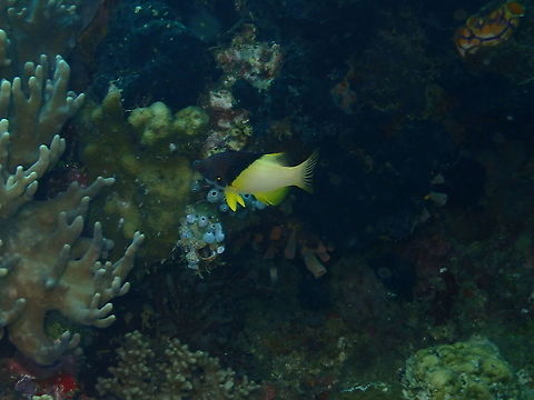 Split-level hogfish - Bodianus mesothorax  Bodianus mesothorax,Fall,Geotagged,Indonesia,Split-level hogfish