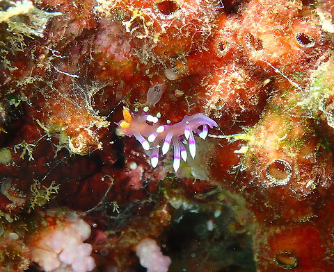 Desirable Flabellina (Flabellina/Coryphellina exoptata)  Coryphellina exoptata,Fall,Geotagged,Indonesia