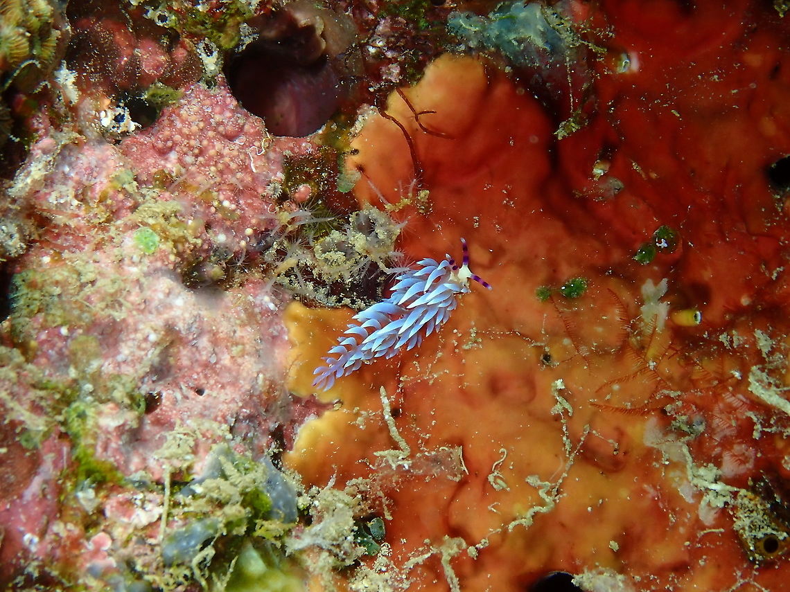 Pteraeolidia semperi  Fall,Geotagged,Indonesia,Pteraeolidia semperi