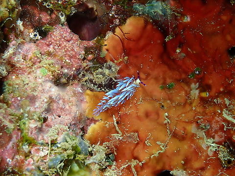 Pteraeolidia semperi  Fall,Geotagged,Indonesia,Pteraeolidia semperi