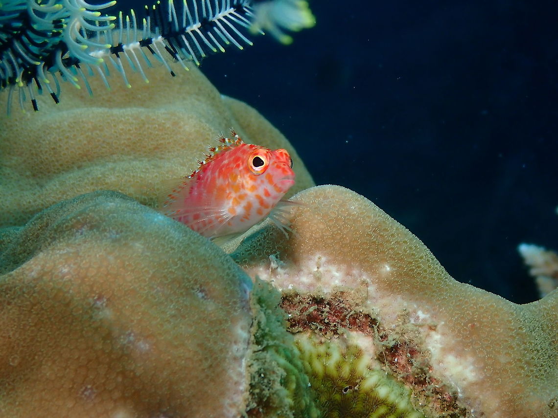 Coral hawkfish - Cirrhitichthys oxycephalus  Cirrhitichthys oxycephalus,Coral hawkfish,Fall,Geotagged,Indonesia