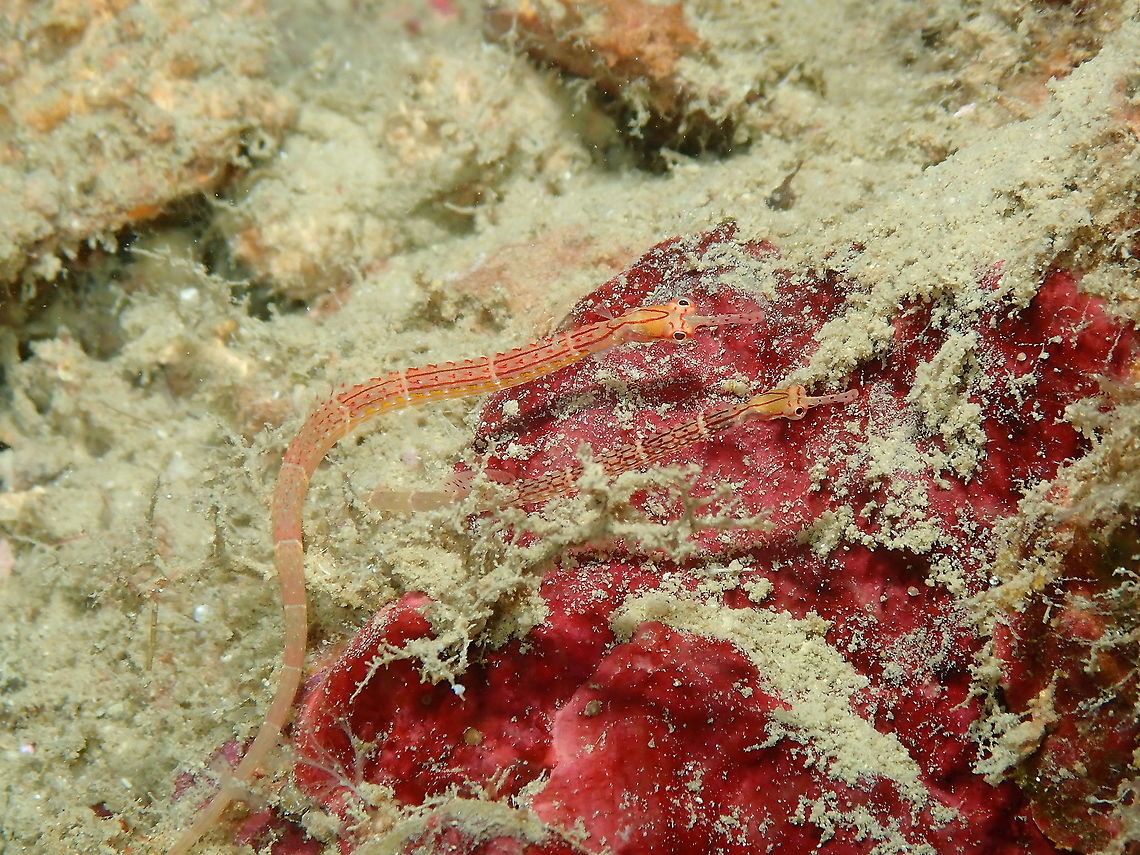 Black-breasted pipefish - Corythoichthys nigripectus  Black-breasted pipefish,Corythoichthys nigripectus,Fall,Geotagged,Indonesia