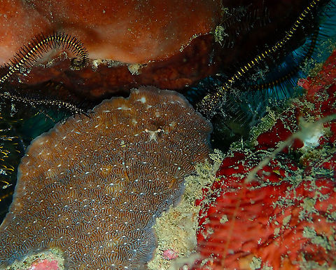 Red Claw Cuapetes Shrimp- Periclimenes tenuipes  Fall,Geotagged,Glass Shrimp,Indonesia,Periclimenes tenuipes