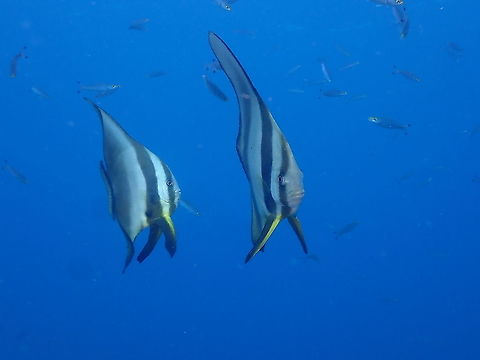 Teira batfish - Platax teira  Fall,Geotagged,Indonesia,Platax teira,Teira batfish