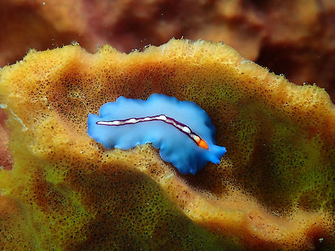 Racing Stripe Flatworm - Pseudoceros bifurcus  Fall,Geotagged,Indonesia,Pseudoceros bifurcus,Racing Stripe Flatworm