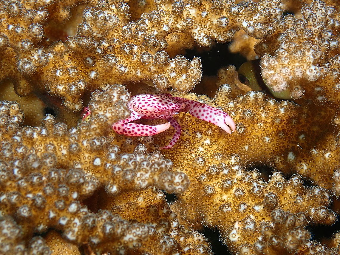 Red Spotted Guard Crab - Trapezia tigrina in Pocillopora possibly damicornis or verrucosa coral. Fall,Geotagged,Indonesia,Red Spotted Guard Crab,Trapezia tigrina