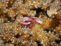 Red Spotted Guard Crab - Trapezia tigrina in Pocillopora possibly damicornis or verrucosa coral. Fall,Geotagged,Indonesia,Red Spotted Guard Crab,Trapezia tigrina