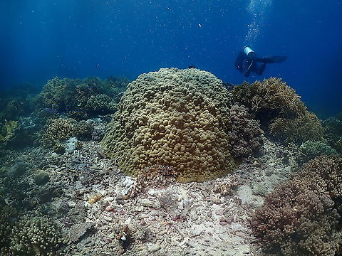 Porites lobata I just find this a very nice Porites lobata example (creamy boulder in the middle of the picture :-)) Fall,Geotagged,Indonesia,Porites lobata